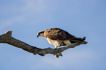 Osprey on a branch