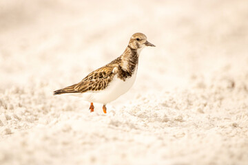 bird on the sand