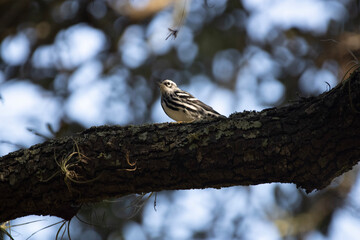 song bird on a branch