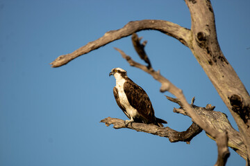 Osprey on a branch