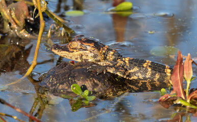 Baby american alligator at Brazos Bend State Park
