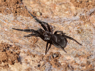 The southern house spider (Kukulcania hibernalis) atLonghorn Cavern State Park Texas