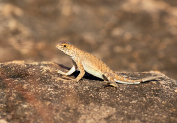 The greater earless lizard (Cophosaurus texanus) at Inks Lake State Park, Texas