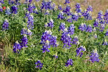 Texas bluebonnet  (Lupinus texensis) meadow
