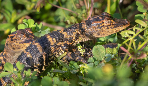 Baby american alligator at Brazos Bend State Park