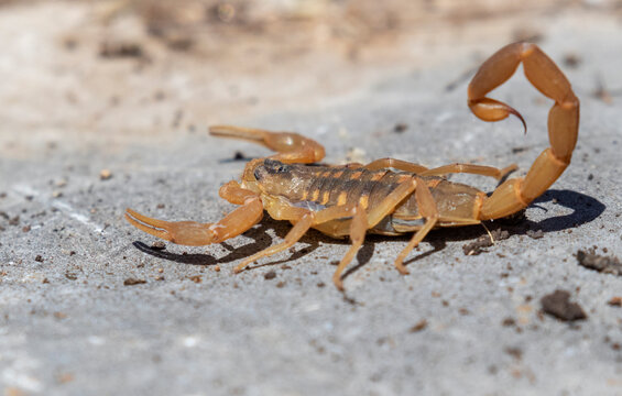Centruroides vittatus) at Longhorn Cavern State Park, Texas