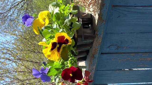 pansy flowers ready for planting sway in the wind. gardening. video