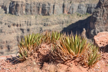 Naklejka na ściany i meble Plants at Grand Canyon