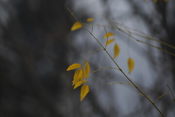 autumn leaves in the wind