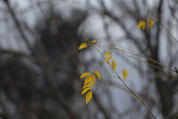 flowers in the wind