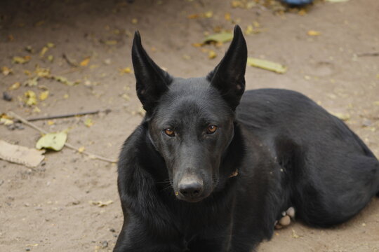 black dog portrait