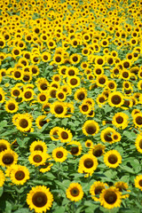 一面のひまわり
