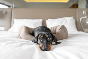 Cute dachshund pet lies in dog bed at dog-friendly hotel looking at camera. Black domestic friend...