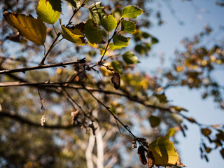 autumn leaves in the sun