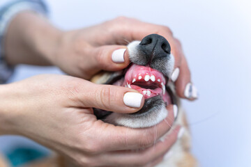 Woman checks puppy milk teeth on blurred background. Owner hands with white nails holding domestic...