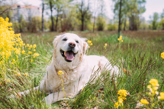 Adult dog golden labrador retriever lies on the grass among yellow flowers