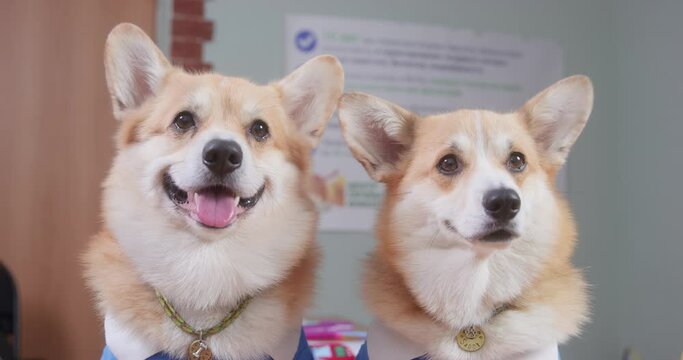 Two adorable Pembroke Welsh Corgi puppies are sitting and looking at the camera. One dog listens attentively and smiles, the other yawns, fidgets and misses. A comic demonstration of student types.