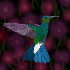COLIBRI OSCURO