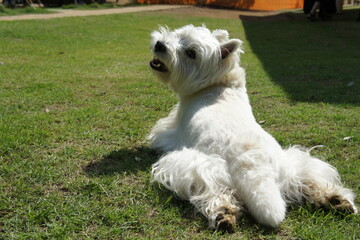 dogrun westie