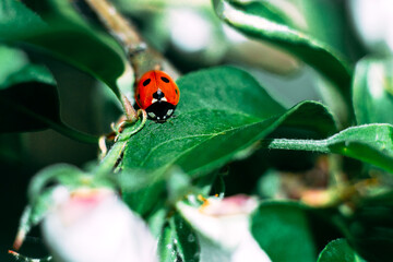 Ladybug on a green leaf. Insect. Ladybug on a branch. Coccinellidae.  Coccinellidae on an Apple tree. Apple tree.