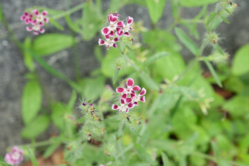 ピンクの小花の雑草