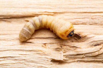 Woodworm, Wood Bark or Woodcutter Beetle Scolytinae Parasite Insect Worm Larva Maggot Plant Pest Macro