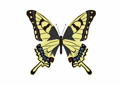 揚羽蝶 の画像 22 072 件の Stock 写真 ベクターおよびビデオ Adobe Stock