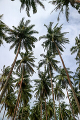 Fototapeta premium Beach with coconut trees