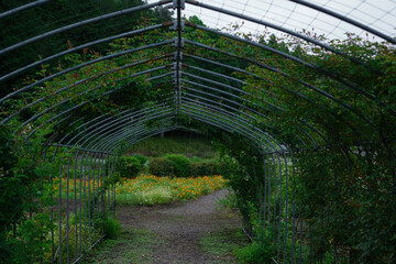 花のガーデン、デイジー,ポピー、ローズ