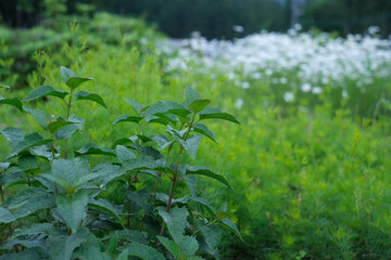 植物畑、ミント、デイジー
