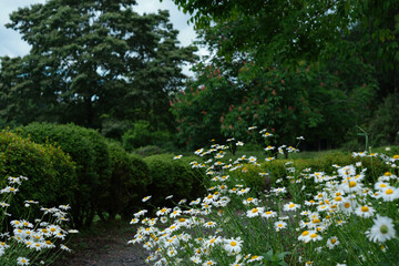 咲きほこるデイジー、白い花