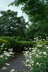 咲きほこるデイジー、白い花