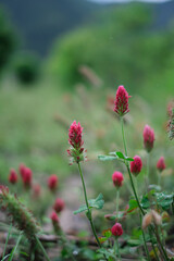 道端に咲くベニバナツメクサ
