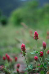 道端に咲くベニバナツメクサ
