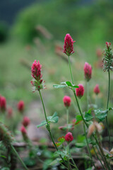 道端に咲くベニバナツメクサ
