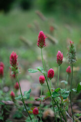 道端に咲くベニバナツメクサ
