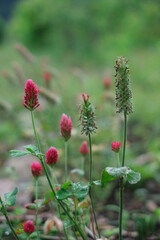 道端に咲くベニバナツメクサ
