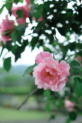 咲きほこるアンティークローズ