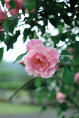 咲きほこるアンティークローズ