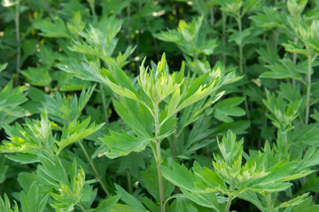 Fototapeta na wymiar Fresh lush green Artemisia argyi or mugwort plant growing in the wild field,