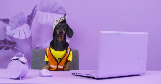 Dachshund dog in handmade paper cap and orange vest barks sitting near laptop against pot-plant. Domestic animal in room with interior painted purple