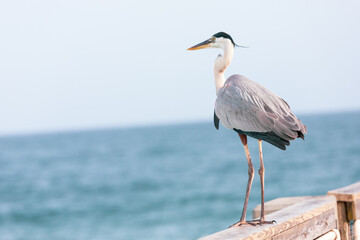 Great Blue Heron Standing on the Fishing Pier in Navarre Beach Florida