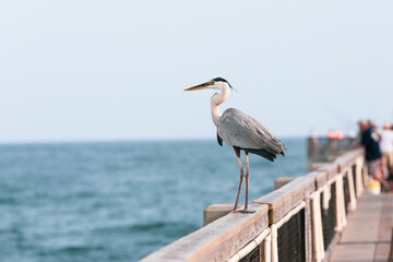 Great Blue Heron Standing on the Fishing Pier in Navarre Beach Florida - obrazy, fototapety, plakaty