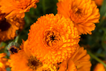 aboriginal woman, working in her flower stall, different ethnic groups, fighter
