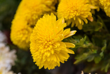 aboriginal woman, working in her flower stall, different ethnic groups, fighter