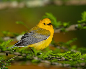 Prothonotary Warbler