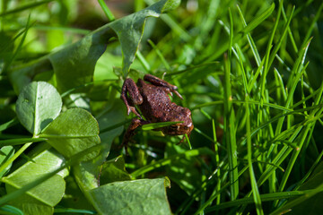 Little Brown frog sitting on grass in summertime