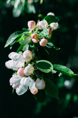 Branches of a flowering apple tree. The apple tree is in bloom. Flowers. Plant. Tree.