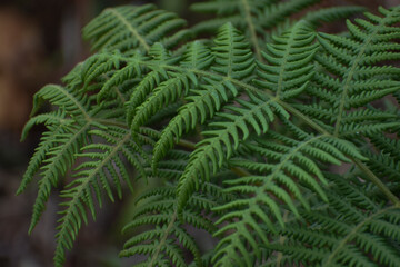 fern leaves