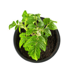 Green tomato seedling sprouts in black pot isolated on white background Spring concept for gardening. Spring concept for gardening, the plant ready for greenhouse